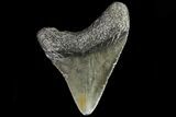 Juvenile Megalodon Tooth - Georgia #83518-1